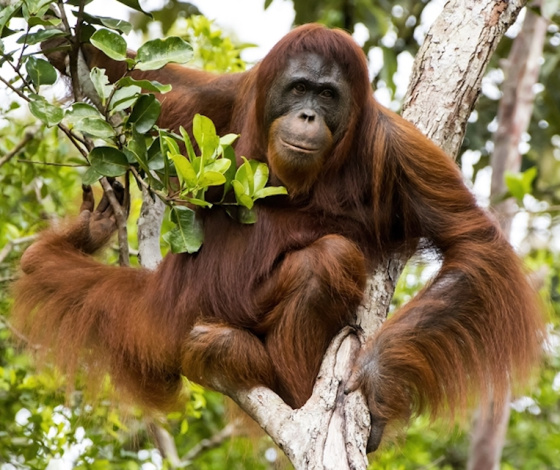 02 Orangutan Biology Female